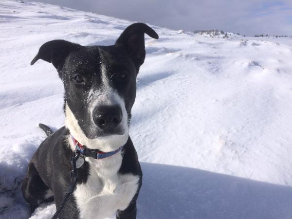 /Images/uploads/Humane Society of Utah/HSU2018/entries/4050thumb.jpg